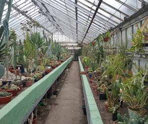 Kolekcja kaktusów w Bydgoszczy