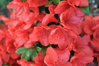 Azalia japońska 'Satschiko' = 'Geisha Orange' - Rhododendron japonicum 'Satschiko' = 'Geisha Orange'