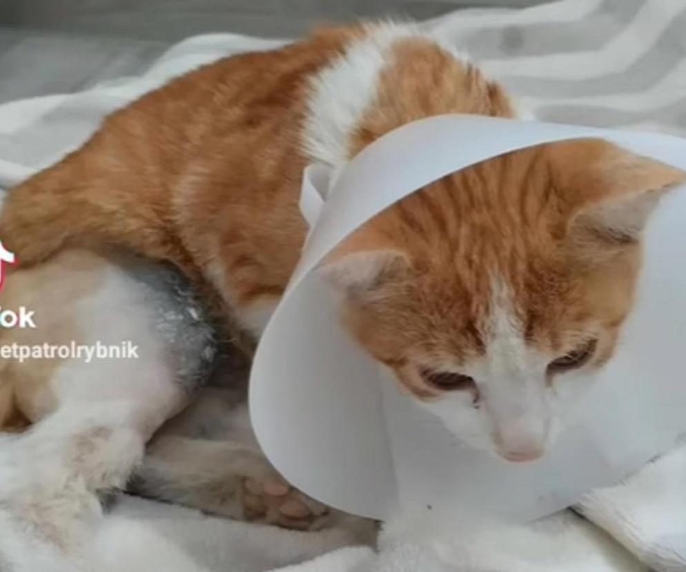 Potrącony kot, który trafił pod opiekę Pet Patrol Rybnik