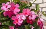 Dipladenia, mandevilla