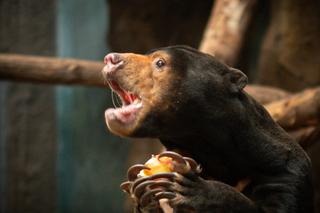 Pokazowe karmienia w Orientarium Zoo Łódź