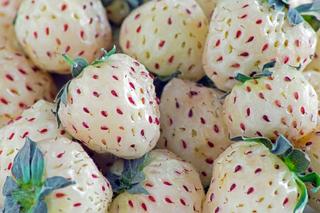 Pineberry - biała truskawka, truskawka ananasowa. Jak uprawiać truskawki o białych owocach?