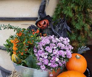 Najciekawsze Halloween'owe witryny i dekoracje w Katowicach. Aż strach się bać! 