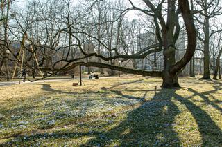 Łódzki dąb Fabrykant walczy o tytuł Europejskiego Drzewa Roku