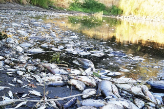 Ekolodzy: śnięte ryby znów pojawią się w Odrze. Co na to miasto?