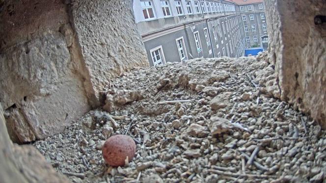 Pustułki powróciły do urzędu miasta