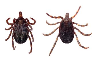 Kleszcze afrykańskie w Polsce