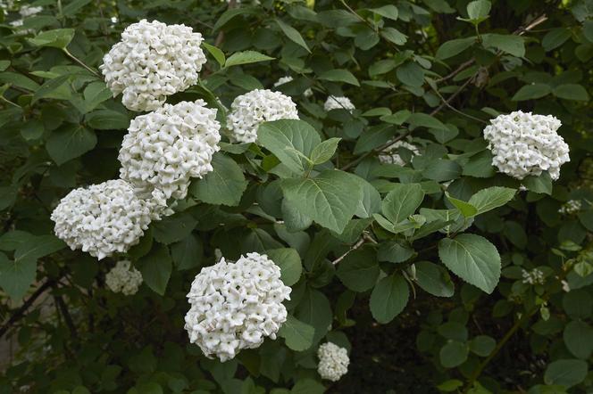 Kalina angielska - Viburnum × carlcephalum