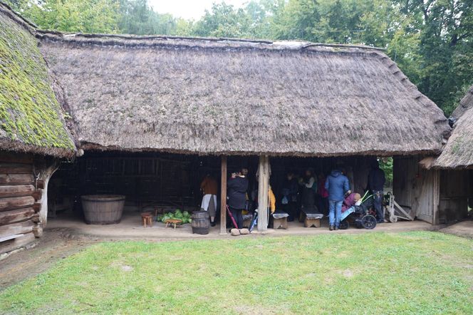 Tak ongiś siekano kapustę w woj. lubelskim. „Obieraczki kapuściane” w Muzeum Wsi Lubelskiej