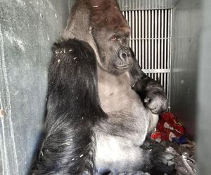 Goryli amant wyruszył na randkę życia. Bwana założy rodzinę w Szwajcarii. „Będziemy tęsknić”