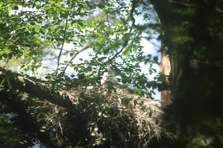 Czarne bociany przenoszą się do Polski? Leśnicy odkryli kolejne gniazda [ZDJĘCIA]