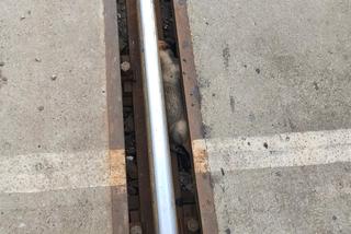 Pojechali na wakacje, uratowali pieski