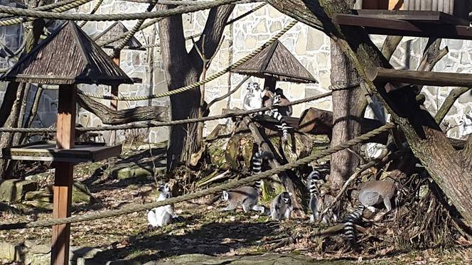 Lemury w łódzkim zoo