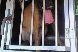 Turyści zostawili psa w samochodzie