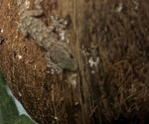 W opakowaniu rukoli znaleziono żywego gekona