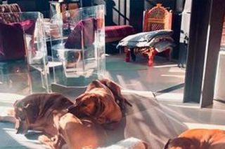 Polscy celebryci uwielbiają psy