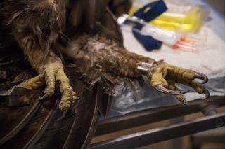 Kaszel i duszności u orła