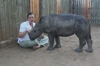 Mały nosorożec jest w żałobie po śmierci mamy! [ZDJĘCIA]