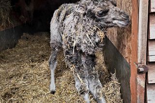 W Śląskim Ogrodzie Zoologicznym narodził się maleńki wielbłąd. Franek już teraz skrada serca