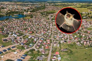 Chory na wściekliznę nietoperz zaatakował nastolatka