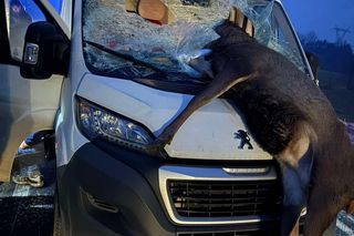 Wypadek z Jeleniem na DK-63