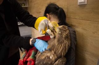 Jastrząb odzyskał wolność