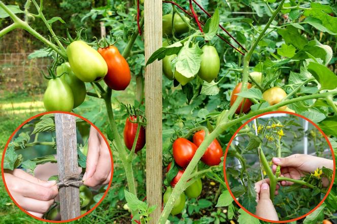 Podwiązywanie pomidorów