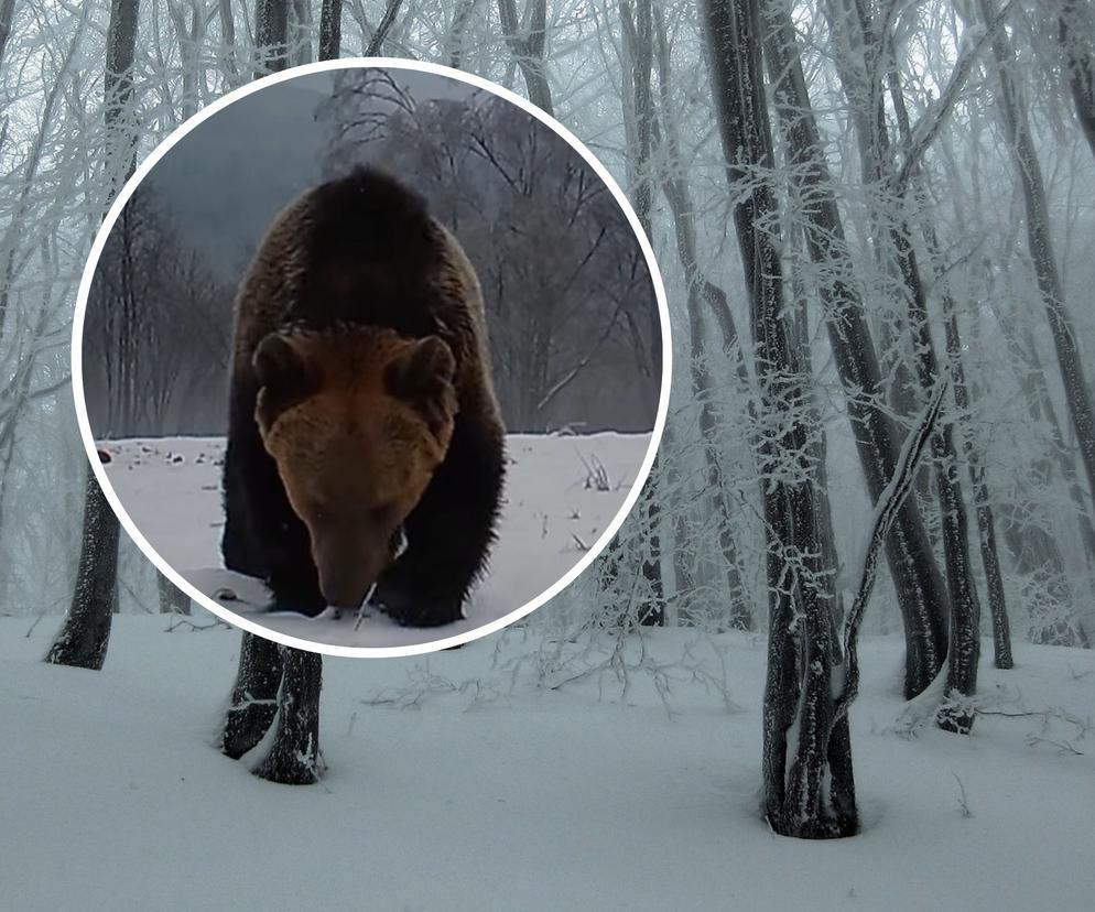 Nagranie niedźwiedzia z fotopułapki w Bieszczadach podbija internet