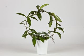 Rosliny doniczkowe na podporach