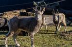 Nowy mieszkańcy łódzkiego Zoo. To bardzo rzadki gatunek