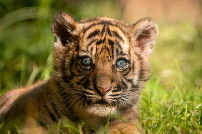 Tygrys sumatrzański we Wrocławskim Zoo