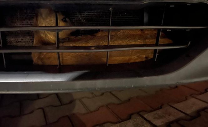 Wypadek pod Łaskiem. Sarna zaklinowała się między zderzakiem a chłodnicą pojazdu