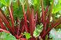 Rabarbar - uprawa rabarbaru w przydomowym ogrodzie warzywnym. Kiedy i jak sadzić rabarbar?