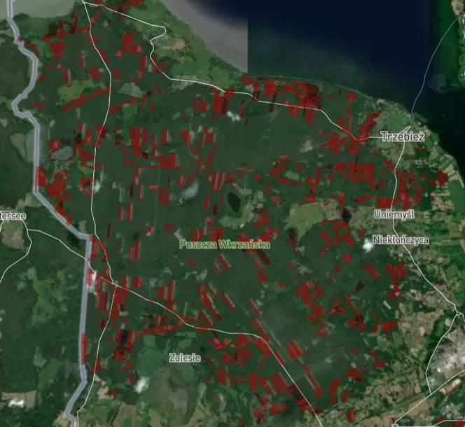 Wycinka lasów w Szczecinie i regionie 