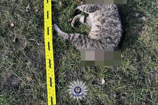 Nie dał się pogłaskać. 42-latek poćwiartował kota. Internauta: ZŁO, które trudno wyrazić słowami