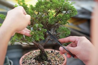 Drzewko bonsai -  jak dbać? W jakim miejscu powinno stać drzewko bonsai?