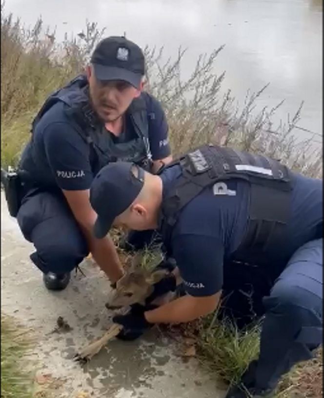 Policjanci uratowali tonącą sarenkę