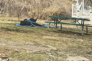 Niedźwiedzie zabawy w ogródku 