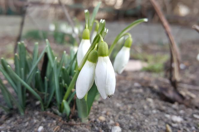 Natura budzi się do życia! W Ogrodzie Botanicznym UKW czuć już wiosnę! [ZDJĘCIA]