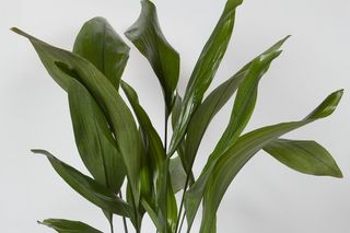 Aspidistra wyniosła (żelazny liść) - Aspidistra elatior