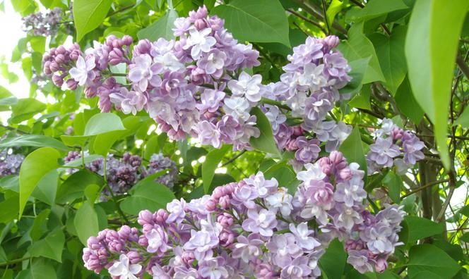 Lilak pospolity 'Michel Buchner' - Syringa vulgaris 'Michel Buchner'