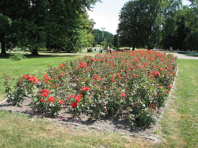 Rosarium