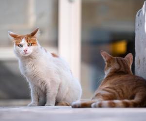 Kotki tęsknią za swoimi maleństwami? Wyniki badań zaskakują wszystkich 