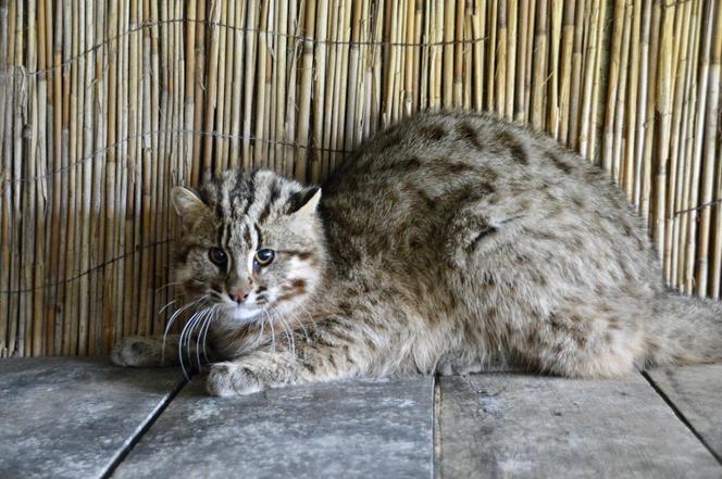 Zoo w Wojciechowie wybudziło się z zimowego snu. Sprawdźcie nowości