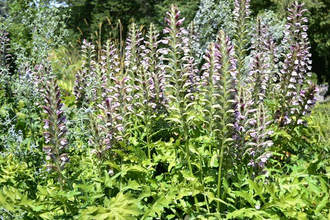 Akant miękki - Acanthus mollis