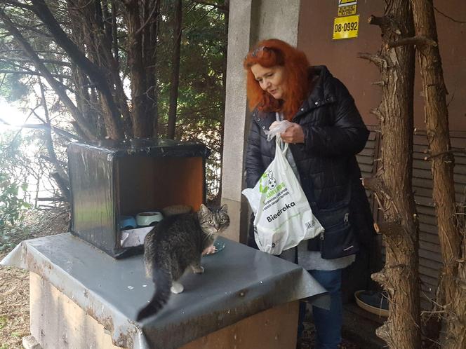 Pomaga bezinteresownie wolno żyjącym kotom w Lesznie od 15 lat. Pani Magdalena i jej podopieczni 