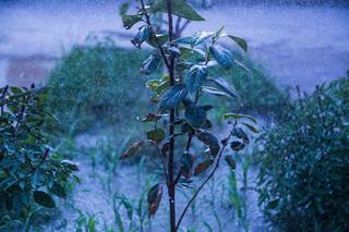 Jak uchronić pomidory przed burzą? Poznaj sprawdzone sposoby!