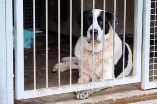 Chaos w schronisku na Paluchu. Wolontariusze skarżą się na dyrekcję do prezydenta