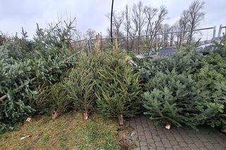 Gdzie kupić żywą choinkę w Lublinie?