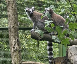 Zaglądamy do mieszkańców bydgoskiego ZOO. Kto mieszka w sercu Myślęcinka?